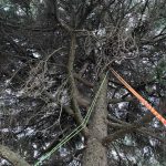 diradamento dal secco cedro deodara