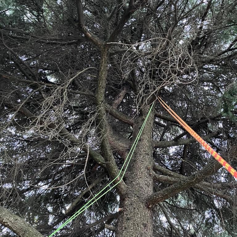 diradamento dal secco cedro deodara