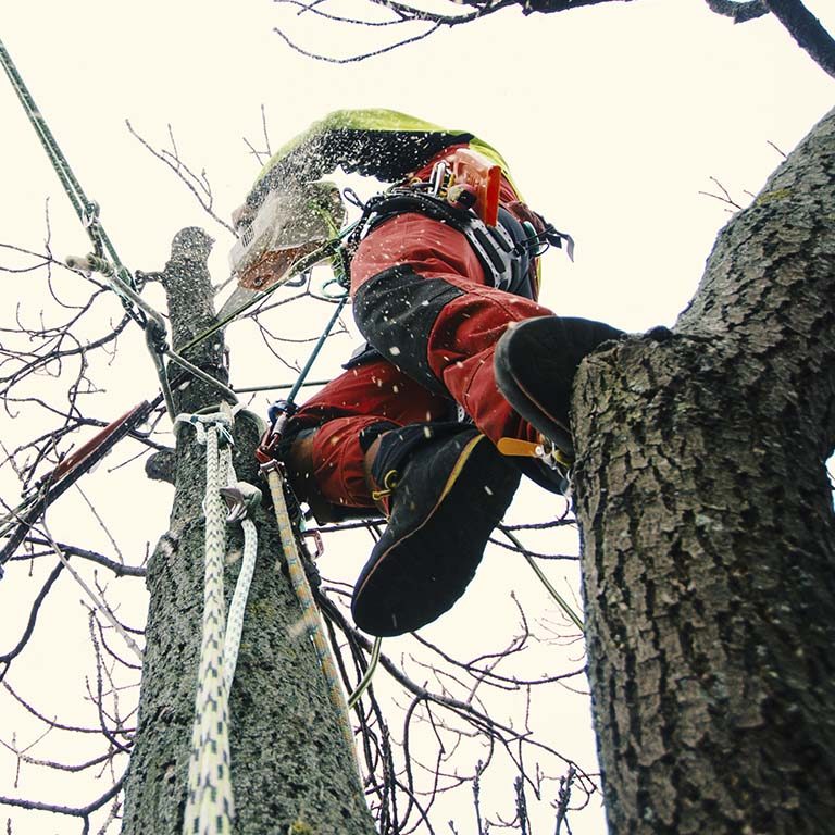 tree clumbing