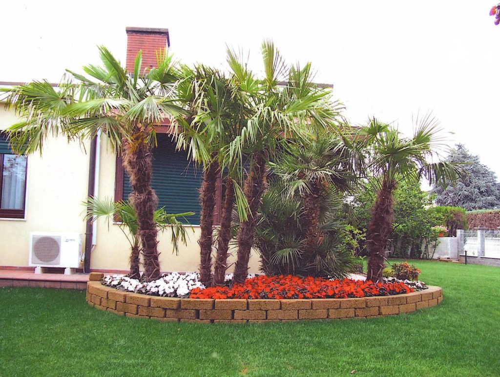 giardino con palme