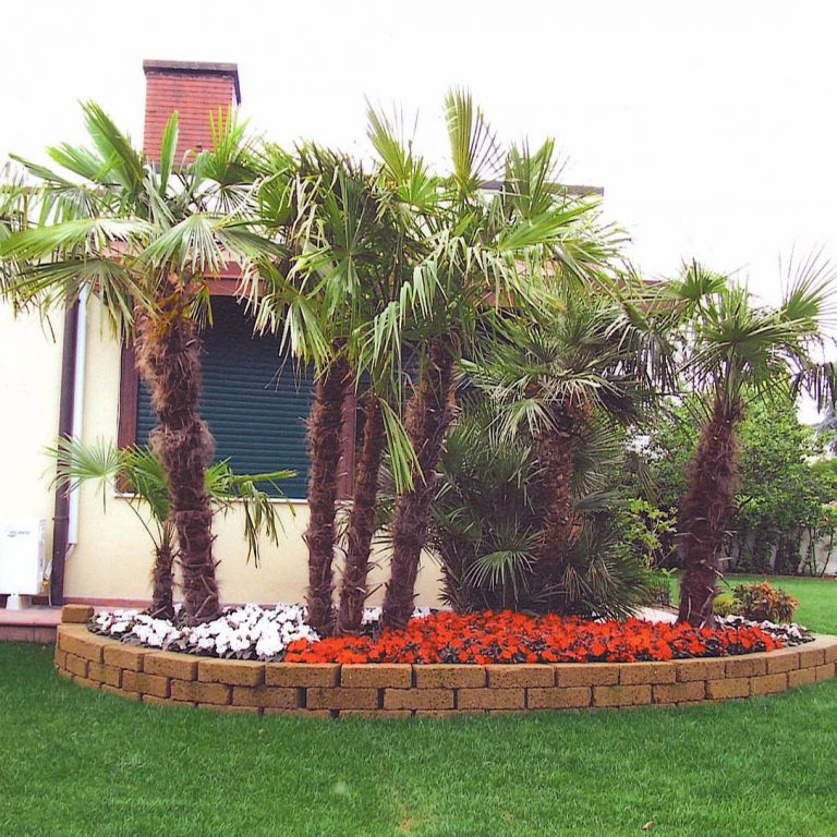 giardino con palme
