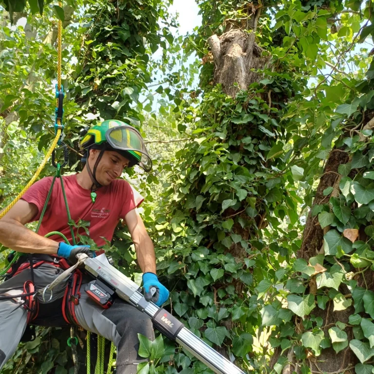 Indagine di stabilità in quota (treeclimbing) con Resistograph