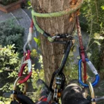 Abbattimento controllato in tree climbing