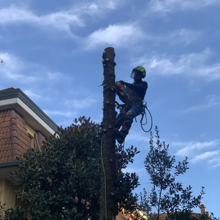 Abbattimento in tree climbing (jpg)