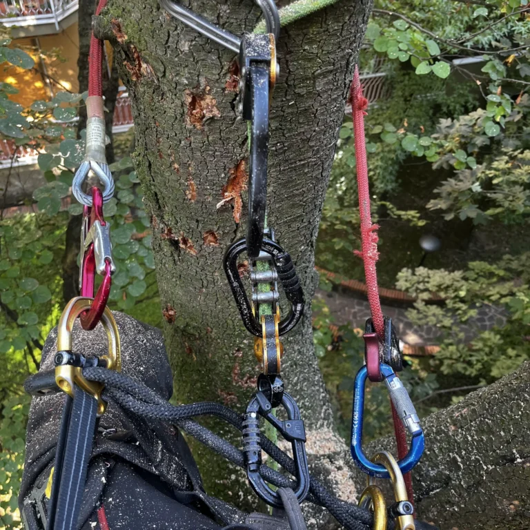Abbattimento in tree climbing(2)