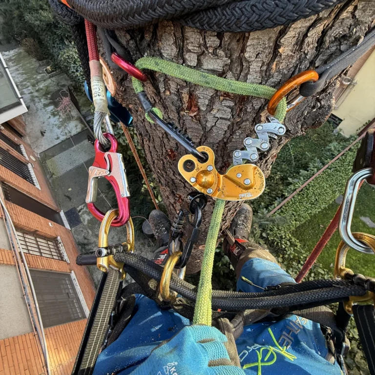 Abbattimento in tree climbing(3)