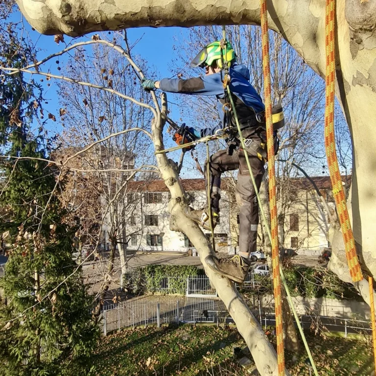 Potatura Platanus x acerifolia