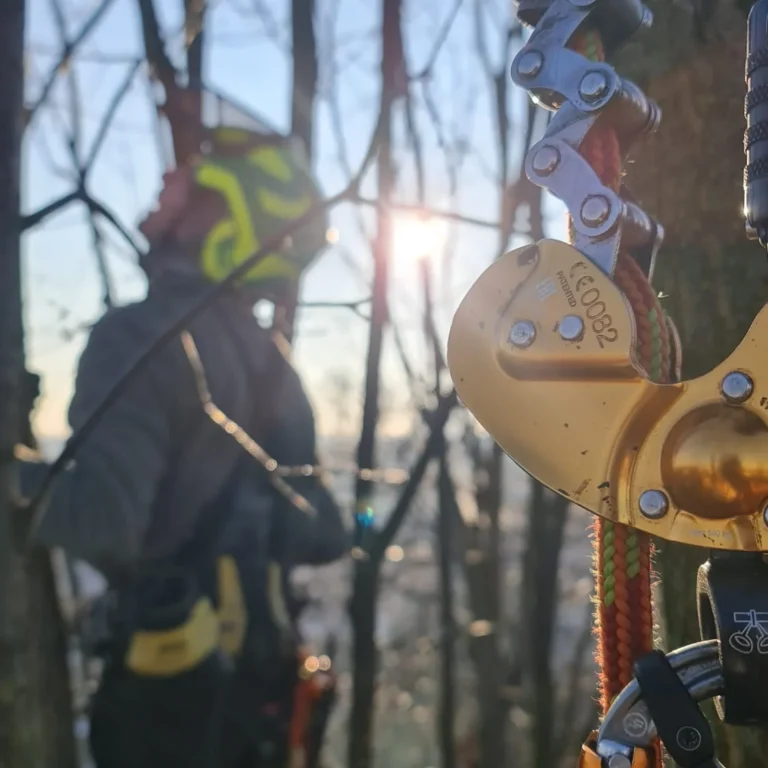Potatura in tree climbing su Platanus