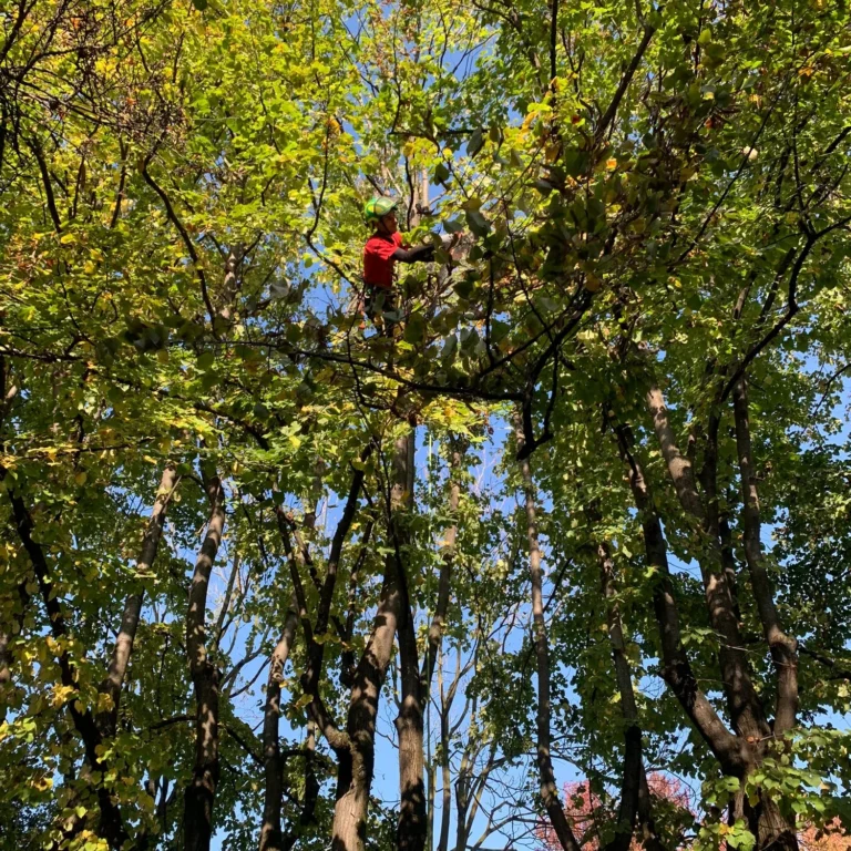 Potatura in tree climbing su Tilia cordata