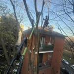 Potature in tree climbing