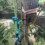 Pulling Test su Cedrus deodara