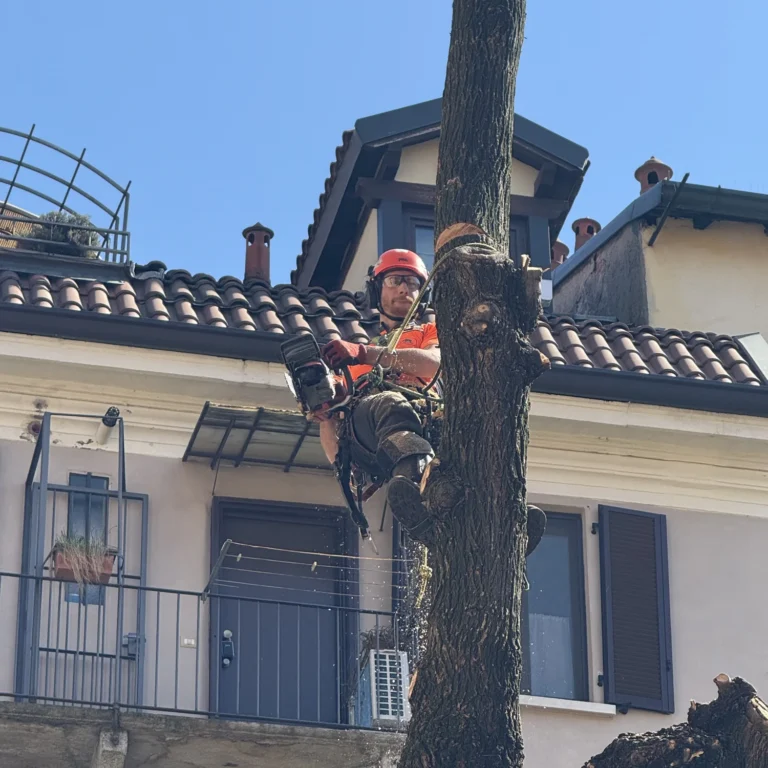 abbattimento in tree climbing 2
